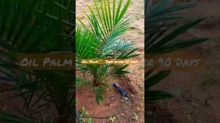 Oil Palm tree after 90 days | Bhumiputra Farms