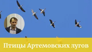 Птицы Артемовских лугов