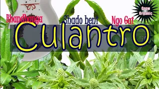 How to Grow Culantro | Shado beni | Nutrition | Health Benefits | Uses | Ngo gai | Bandhaniya