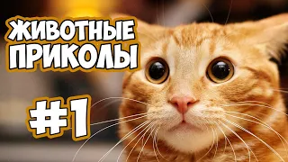 Pets world и приколы смешные с котами, кошками, про котов, про животных 2019 funny cats, animals