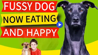 How Can You Get a Fussy Dog to Eat (Quick Recipe & Healthier Kibble Diet)