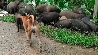 DOG  VS PIG