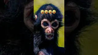 यह क्या🤣🤣 kudo animal kiki || monkey video || funny animals 😄 #monkey #monkeyvideo #funny #shorts