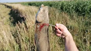 Охота и рыбалка с рогаткой на большой воде.