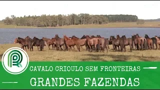 Grandes Fazendas Especial Freio de Ouro - Cabanha 5 Salsos