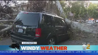 Powerful, Blustery Winds Down Trees, Wreak Havoc Across Southland