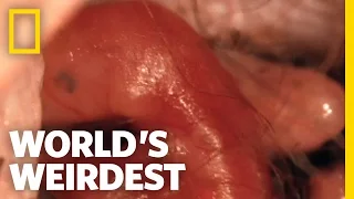 Kangaroo Birth | World's Weirdest