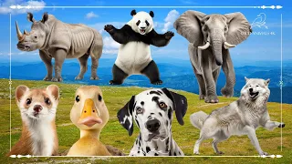 Sound Of Cute Animals, Familiar Animals: Rhinoceros, Panda, Elephant, Duck, Dog, Wolf & Ferret