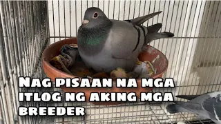 NAGPISAAN NA ANG MGA ITLOG NG AKING MGA BREEDER |Reggie Cruz Loft & Aviary #reggiecruzloftandaviary