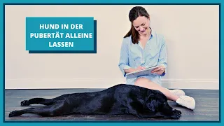 Hund in der Pubertät alleine lassen