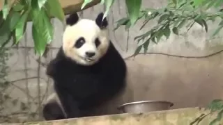 Panda Zi An @ Fuzhou Panda World