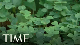 St. Patrick’s Day: Here’s How The Three-Leaf Clove Clover Became A Symbol Of All Things Irish | TIME
