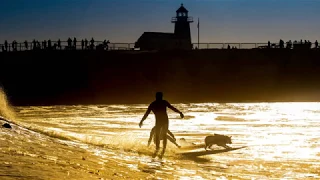 skyler the surfing dog ! surfing in Santa cruz ! she is Amazing !