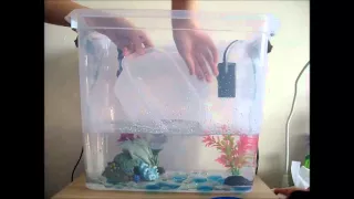 setting up a betta fish tank