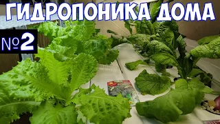 🍉Гидропоника дома🍉 Выращиваю зелень на кухне. Часть №2