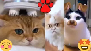 Cute Cat Animals Compilation 😁 Funny Animal World Pets #127💗 TFF