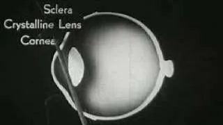 How the Eye Functions (1941) Part1