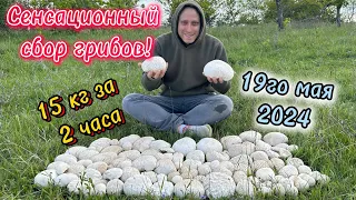 СМОТРЕТЬ ВСЕМ СРОЧНО! Горы Огромных Грибов в горах 19 мая 2024!Мега сбор-15кг!Puffball.Vascellum