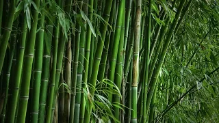 Producción de Bambú (Parte 1) Cap 80