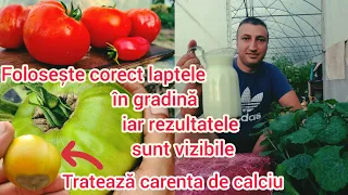 Învață sa folosesti corect laptele in gradina Recolta bogata