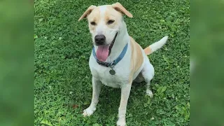 Furry Friends with Loki, the dog!