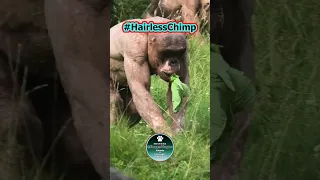 Fascinating Hairless Chimp Jambo  #shorts