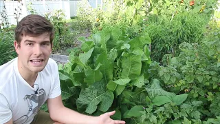 Intercropping Ideas For Success in The Garden