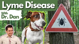 Lyme disease in the dog.  Dr. Dan explains Lyme disease