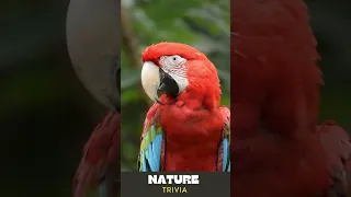 Parrots are Highly Intelligent #shorts #parrots #nature