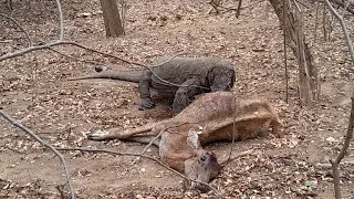 OMG Viral Komodo Dragon Eating live deer