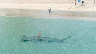 Giant Hammerhead Sharks Hunting Blacktip Sharks 3