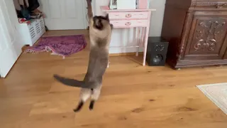 Siamese cat playing with makeshift toy