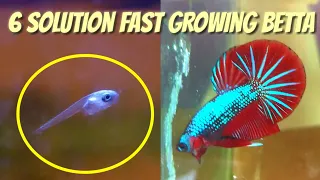 6 SOLUTION GROWING BETTA FRY FAST