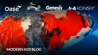 Modern Koi Blog #6021 - Rüdiger bekommt einen gigantischen 82 cm Konishi Showa