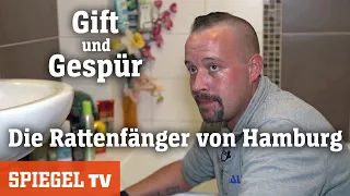Die Rattenfänger von Hamburg: Gift und Gespür | SPIEGEL TV