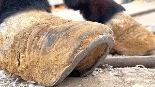 Horrible donkey hoof! The farrier found that the hoof was gnawed by the worms!