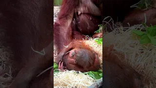 Cute 🦧 Baby Orangutan #cutenessoverload #shorts