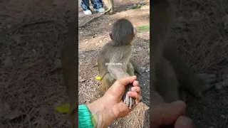 Monkey thinks this human is his mom #animals #monkey #cute #love