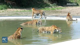 Siberian tigers train to survive in the wild in Heilongjiang, China