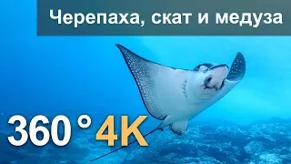 360°, Diving with turtle, stingray and jellyfish. 4K underwater video. Russian voice over