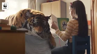 🐅 A Tiger in Suburbia | WWF-Australia