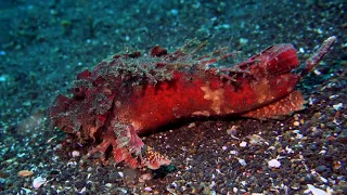 Mistery of Lembeh Strait