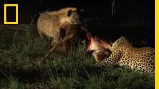 Hyenas Fight Leopard for Kill | National Geographic