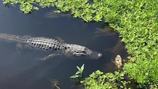 Alligator having an easy breakfast in the wild! Kissimmee Lakefront Park