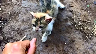 Poor Stray Kitten Meowing Loudly Because So Hungry - Cats Meowing