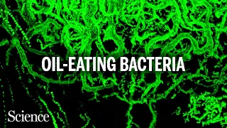 How marine bacteria reshape oil to eat it faster