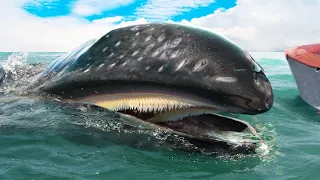 9 Rarest Whales You Won't Believe Exist!