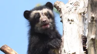 Watch Rare Bear Cub Climb to Tree Top for the First Time