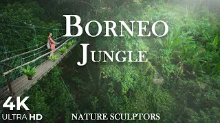 Borneo Jungle 4K | Borneo Jungle Adventures | Borneo's Hidden Wonders