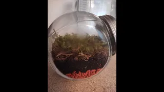 Ewiges Terrarium oder ganz einfach der Garten im Glas